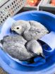 Gebe Babys von Graupapageien ab